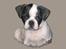 Blanding af racer Fransk bulldog/mops Boss - Billed lavet af ..::Tinna & lilly::.-A.M.S.T.A.F.F ejer