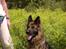 Schæferhund Slottes Sasja