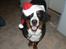 Berner sennenhund Ofelia - glædelig jul...!!