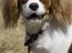 Cavalier king charles spaniel Emma