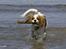 Cavalier king charles spaniel Emma