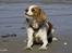 Cavalier king charles spaniel Emma