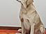 Blanding af racer Balou R.I.P. - Prof. fotograf.