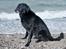 Blanding af racer Meeko R.I.P.  - Prof. fotograf.