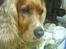 Cocker spaniel Tayson
