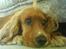 Cocker spaniel Tayson