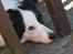 Border collie Candy (;<3