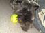 Cairn terrier Fie <3 *VIP* - .