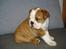 Engelsk bulldog bella