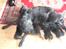 Labrador retriever Sasha - sasha putter med hvalpene.. <3