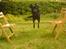 Labrador retriever Sasha - dyygtiig!! (: