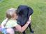 Labrador retriever Balto