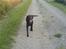 Labrador retriever Balto