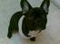 Fransk bulldog Toby 3-benet R.I.P