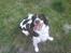 Engelsk springer spaniel Lucky<3