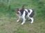 Engelsk springer spaniel Lucky<3