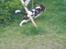 Engelsk springer spaniel Lucky<3