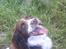Engelsk springer spaniel Lucky<3