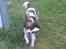 Engelsk springer spaniel Lucky<3