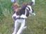 Engelsk springer spaniel Lucky<3