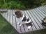 Engelsk springer spaniel Lucky<3