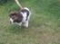 Engelsk springer spaniel Lucky<3