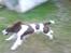 Engelsk springer spaniel Lucky<3