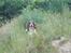 Engelsk springer spaniel Lucky<3