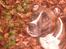 Amerikansk staffordshire terrier carla