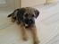 Border terrier .- Zoë -.  { Min'Ged ! :D - Welcome til Zoë TøZZen´s profil <333