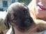 Border terrier .- Zoë -.  { Min'Ged ! :D - Baby Hund <333