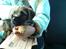 Border terrier .- Zoë -.  { Min'Ged ! :D - Da julie og hendes forældre hentede mig, En stor dag hvor der lige pludselig sker mange nye ting, Lille mig <333