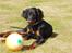 Gordon setter Wøkk´s Andi - Andi ligger med sin nye boldt! som er bidt i stykker nu hehe :D