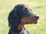 Gordon setter Wøkk´s Andi