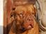 Dogue de bordeaux Den røde tønde, Rosita. R.I.P.