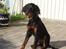 Gordon setter Wøkk´s Andi - Her er Andi i sine nye omgivelser " nyt billed ! "