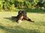 Gordon setter Wøkk´s Andi