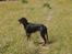 Gordon setter Wøkk´s Andi - Andi på marken