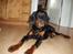 Gordon setter Wøkk´s Andi - nu skal han vidst lige slappe af!