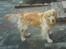 Golden retriever Olympus R.I.P <3 - Lympus da han var yngere (Taget fra at billede, derfor er det utydeligt)