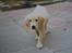 Golden retriever Olympus R.I.P <3 - Min dejlige skat, da han var hvalp<3