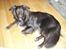 Border collie Qato
