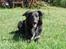 Border collie Qato