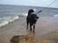 Border collie Qato