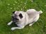 Mops Muffin (Otto) R.I.P.