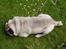 Mops Muffin (Otto) R.I.P.