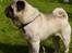 Mops Muffin (Otto) R.I.P.