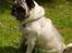 Mops Muffin (Otto) R.I.P.