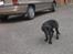 Blanding af racer Bella  R.I.P