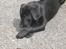 Blanding af racer Bella  R.I.P - Den pind skal altså ordnes :-)